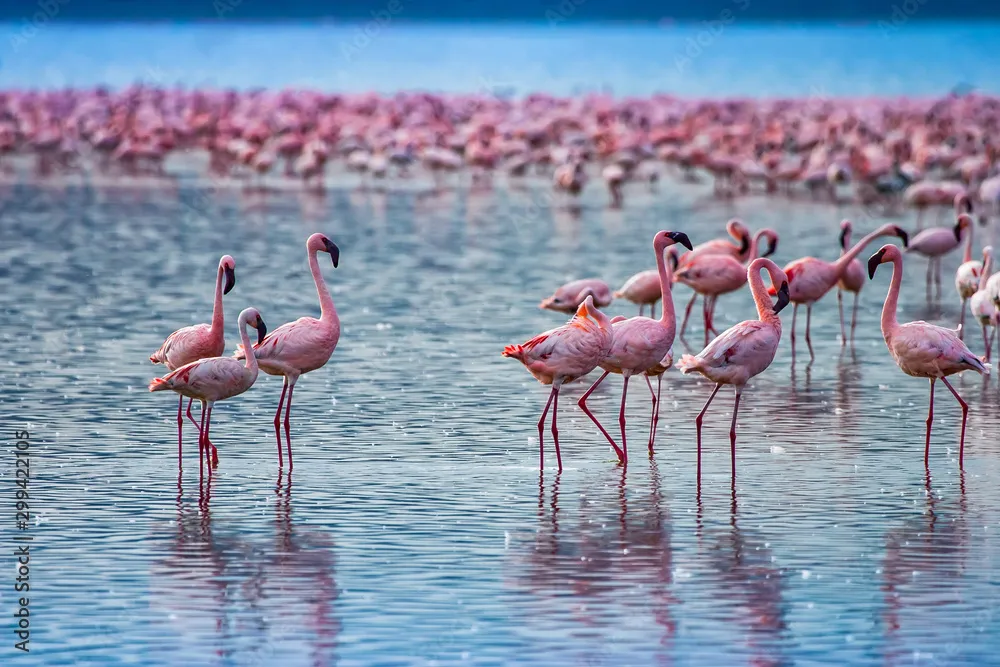 火烈鸟群聚集 - 四虎tv | 生灵奇境